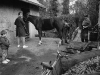 Horse farm, Hellersdorf, Berlin, 1990